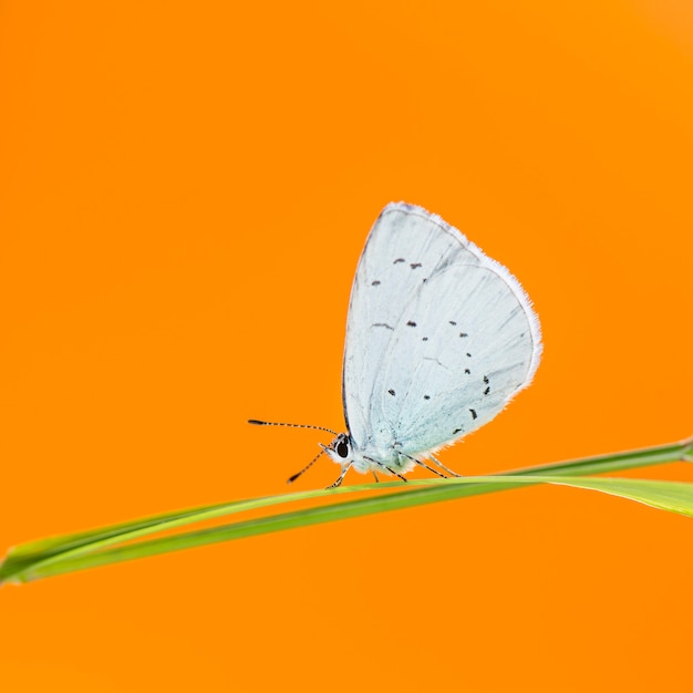 Acebo azul, Celastrina argiolus, sobre una brizna de hierba delante de una pared naranja