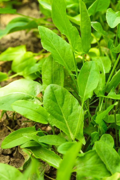 Acedera en un jardín de cerca las hojas