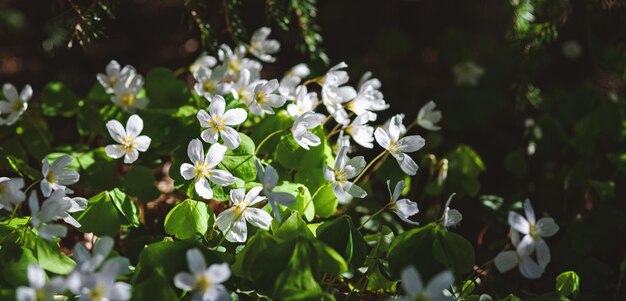 Acedera de madera que florece en el bosque de primavera Oxalis acetosella trébol irlandés a la luz del sol