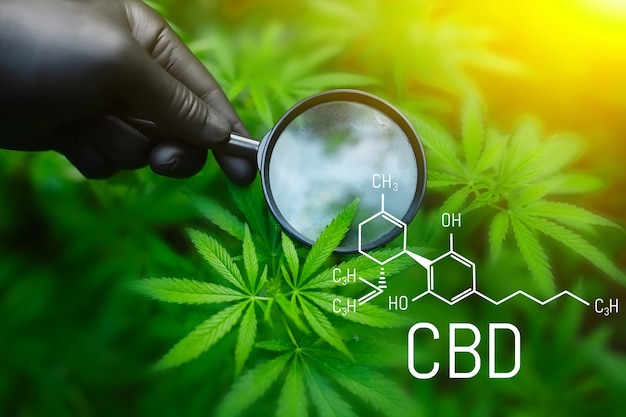 Aceite de CBD de cannabis, concepto de cannabis medicinal, mano de la celebración de lupa mirando la hoja de cáñamo. Fórmula CBD (cannabidiol)