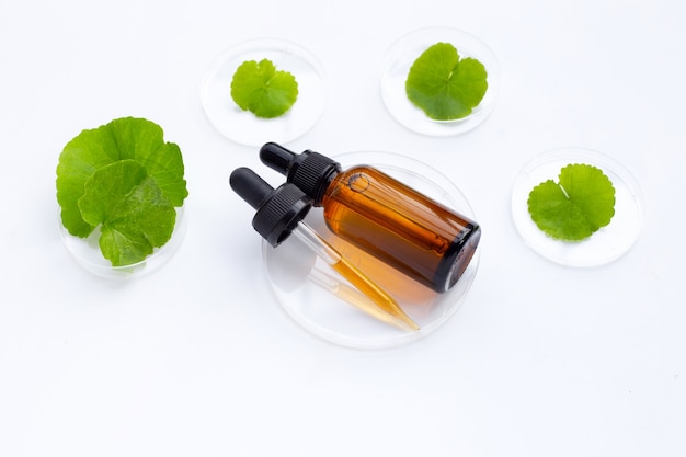 Aceite esencial con hojas frescas de gotu kola en placas de Petri sobre fondo blanco.