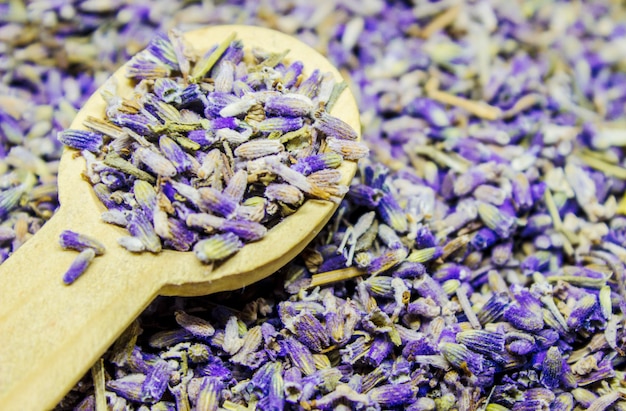 Aceite esencial de lavanda. Enfoque selectivo Naturaleza bio flores.