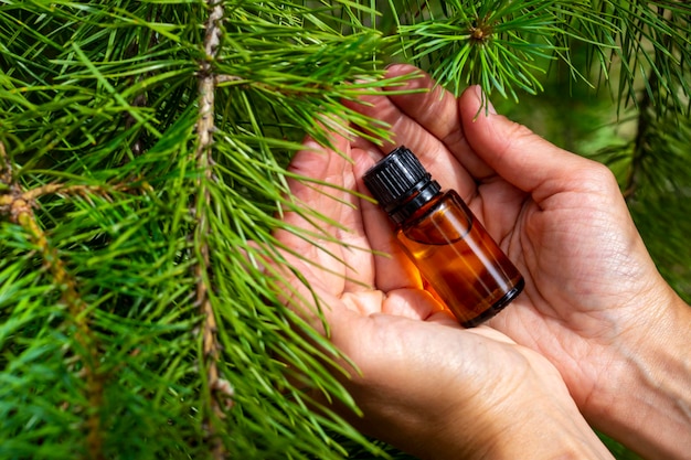 Aceite esencial de pino Una botella de vidrio oscuro con aceite esencial en las manos contra el fondo de ramas de pino aceites esenciales naturales