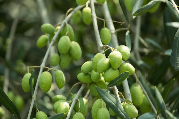 Aceite de oliva verde colgando de un árbol