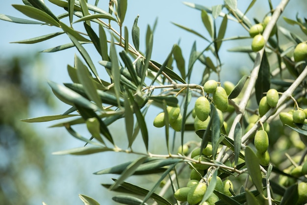 Aceite de oliva verde colgando de un árbol