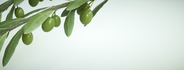 Aceitunas en el árbol, ramas en blanco para texto