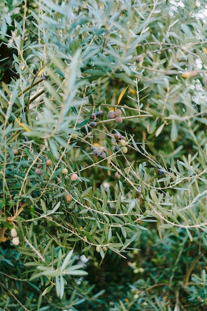 Aceitunas negras maduras en las ramas del árbol