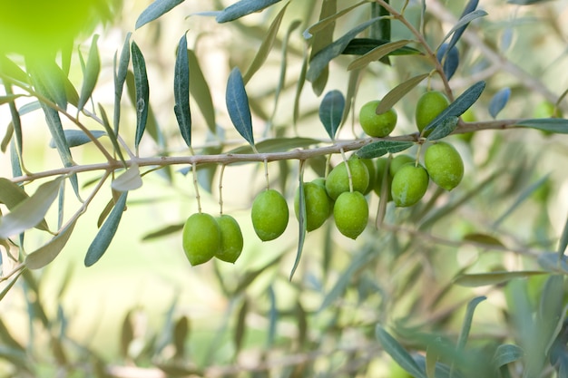 Aceitunas en olivo con bokeh.