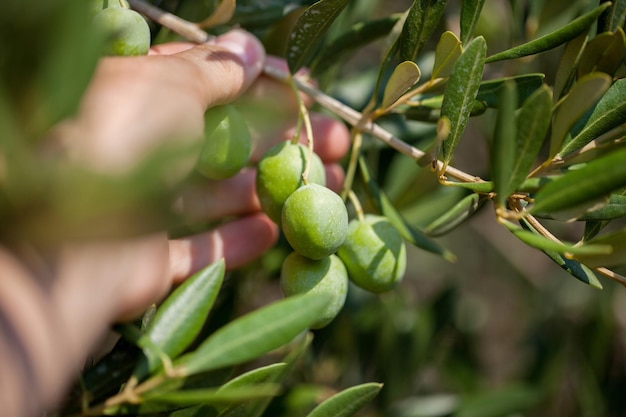 Foto aceitunas en olivo en otoño imagen de naturaleza de temporada