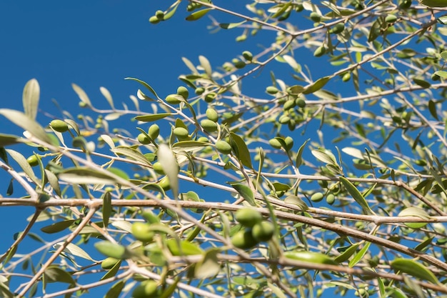 Aceitunas en el olivo