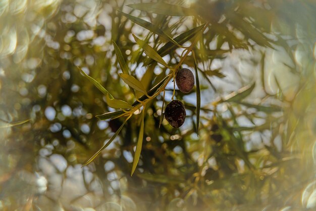 Foto aceitunas orgánicas maduras negras en el árbol de otoño frente a matones en un cálido día soleado