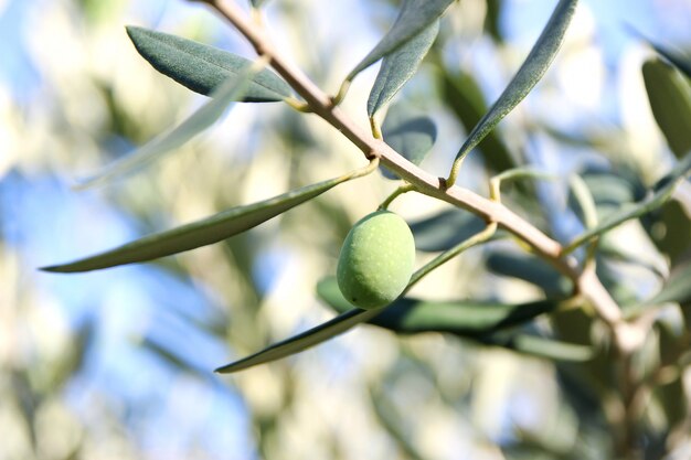 Aceitunas en rama de olivo