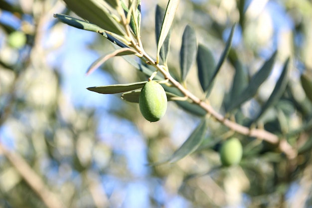 Aceitunas en rama de olivo