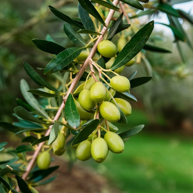 las aceitunas verdes crecen en una rama de olivo en el jardín