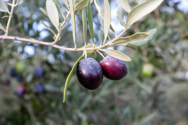 Aceitunas verdes frescas en el olivo