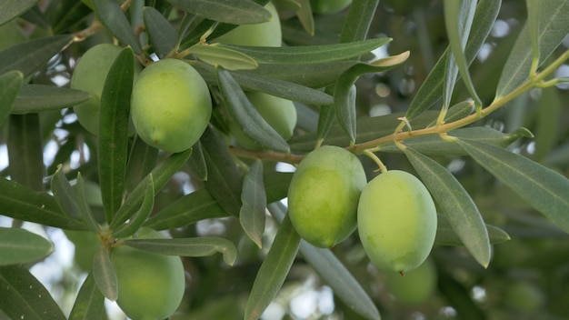 Aceitunas verdes en jardín mediterráneo