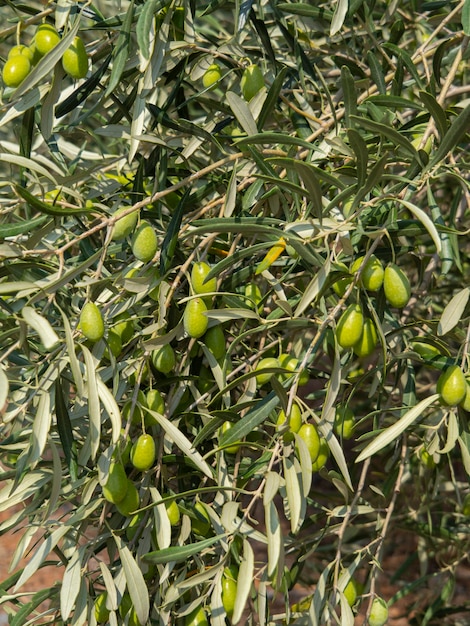 Aceitunas verdes en una rama de árbol en un día soleado en una isla en grecia