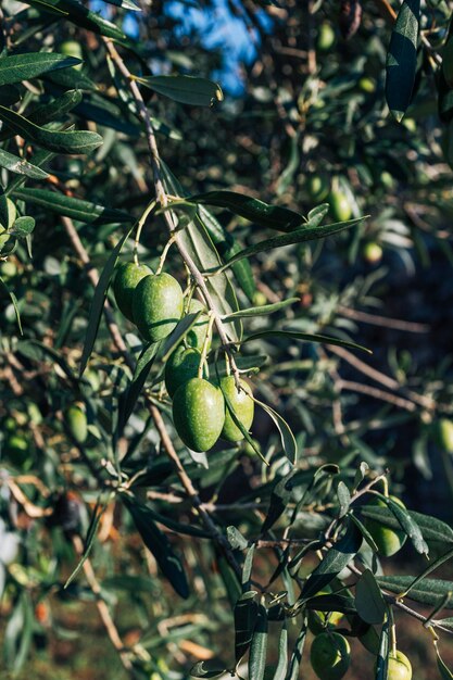 Foto aceitunas verdes en ramas de olivo