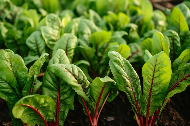 Acelga crescendo em um jardim urbano Beterraba de jardim e folhas de salada de perto Generative AI