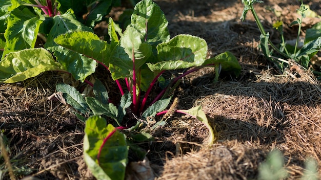 Acelgas jóvenes rojas que crecen en un jardín ecológico con mantillo para preservar la humedad flavescens