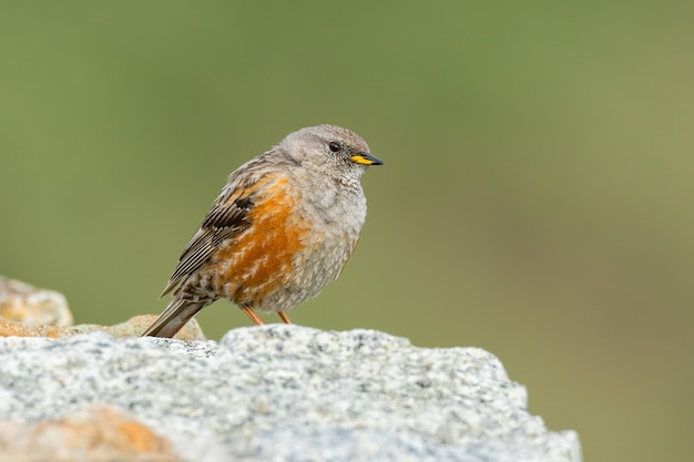 Acentor alpino sentado em uma rocha nas montanhas