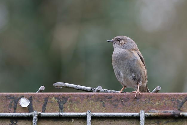 Acentor de cobertura (Dunnock)