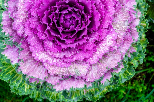 Acephala o brassica oleracea decorativa