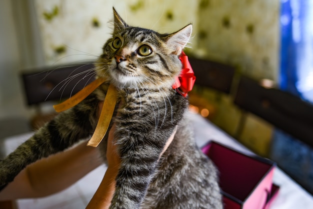 Aceptar el concepto de regalos. lindo gatito hermoso con un lazo rojo en el cuello. Las manos femeninas sostienen un regalo. Las manos femeninas sostienen un gatito.