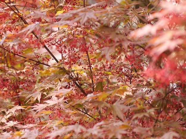 Acer árbol de arce rojo