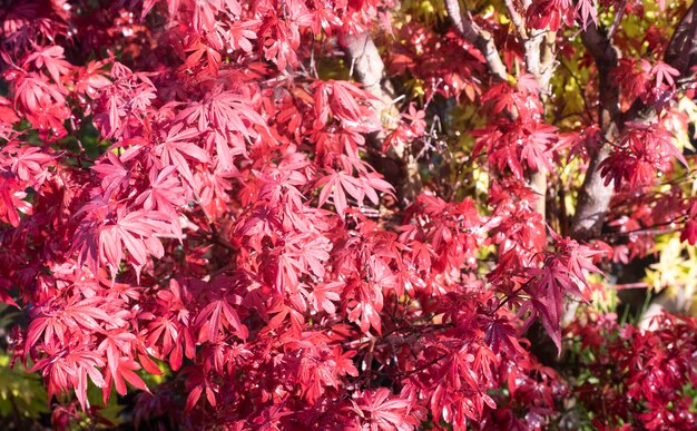 Foto acer japonicum em um jardim