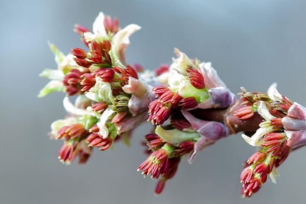 Acer negundo Box elder boxelder ashleaved and maple ash Manitoba elf ashleaf maple