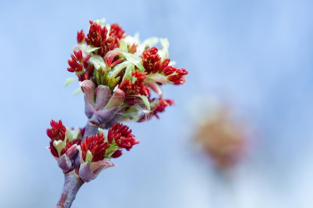 Acer negundo Box elder boxelder ashleaved y maple ash Manitoba elf ashleaf maple male