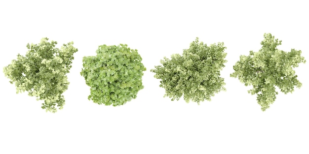 Acer negundo odessanumAcer platanoides colección de árboles de la vista superior aislados en un fondo transparente