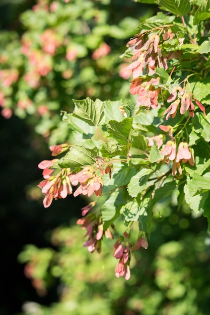 Acer negundo ramos com sementes rosa