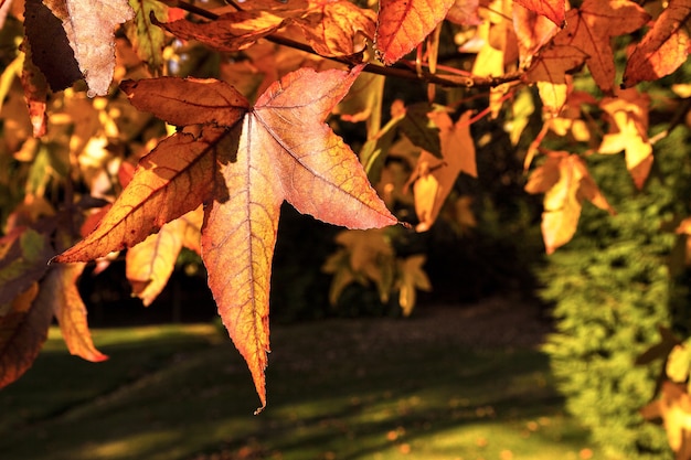 Acer palmatum deja en otoño