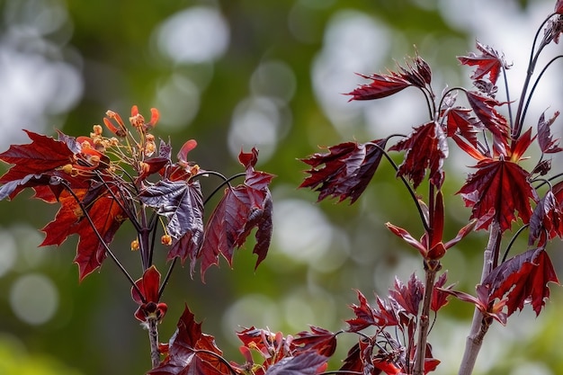 Acer platanoides Crimson King o árbol de arce de Noruega hojas rojas en el diseño del jardín