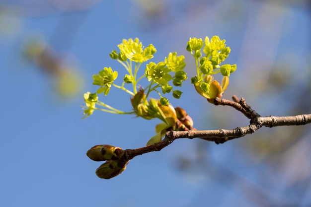 Foto acer platanoides floresce na primavera na natureza em um fundo de céu