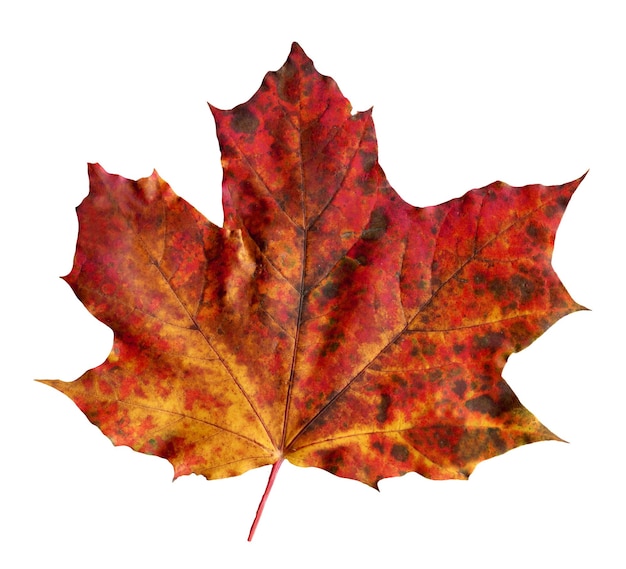 Acer rubrum arce Hoja de arce de otoño multicolor aislada