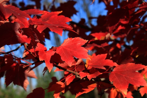 Foto acer rubrum