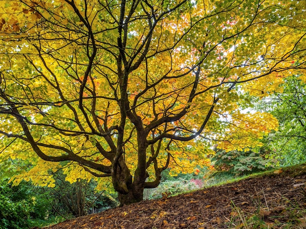 Acer Soccharinum Tree en otoño