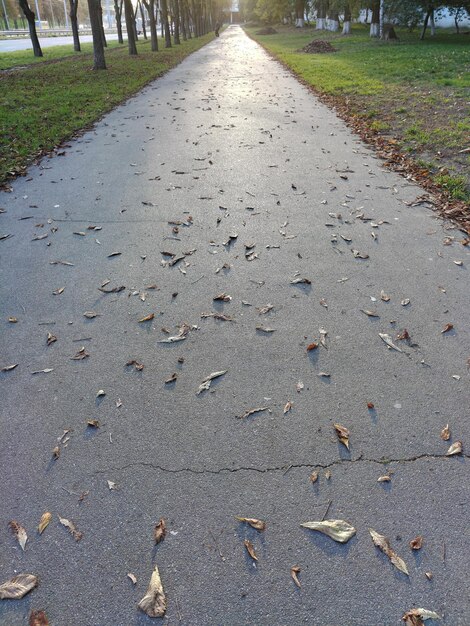 La acera de asfalto en perspectiva está vacía sin gente y con hojas dispersas
