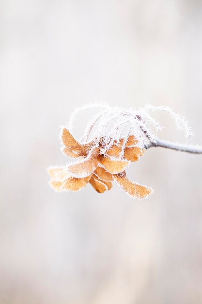 Se acerca el invierno Primera helada