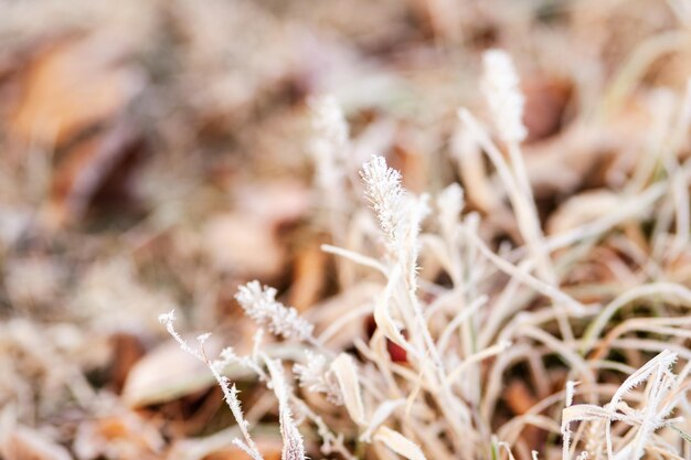 Se acerca el invierno Primera helada