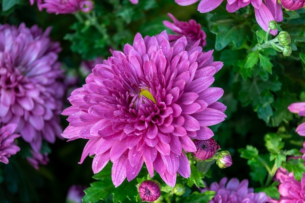 Foto se acerca el otoño, y los crisantemos rosados y púrpuras en la naturaleza están en flor