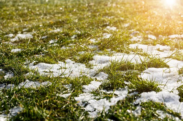 Se acerca la primavera Hierba verde de césped con la última nieve bajo la luz del sol Hermoso fondo primaveral