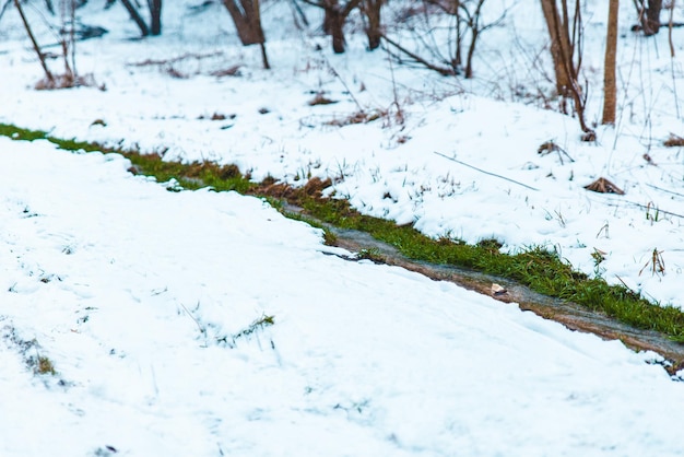 Se acerca la primavera, un pequeño arroyo con hierba verde pasa por la nieve blanca