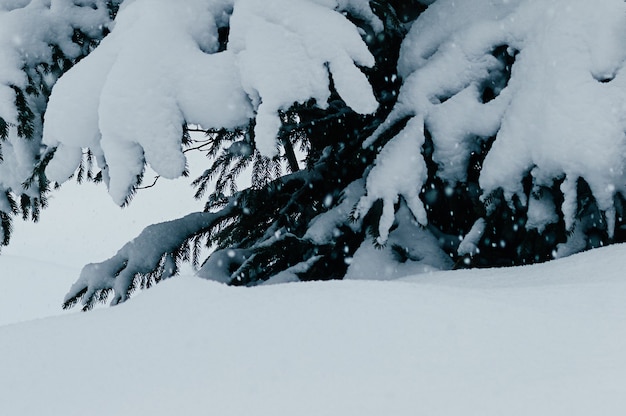 Acercamiento del abeto nevado en el campo de nieve suave nevadas Copos de nieve en el desenfoque de movimiento