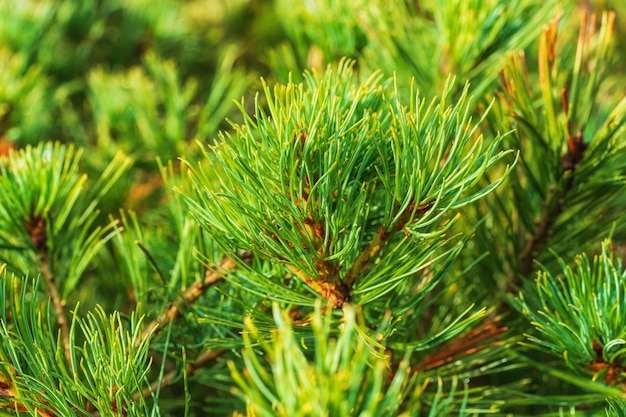 Acercamiento de las agujas de pino piñonero siberiano Pinus pumila fondo natural de humor navideño