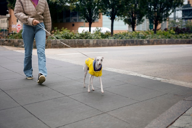 Acercamiento al estilo de vida de las mascotas