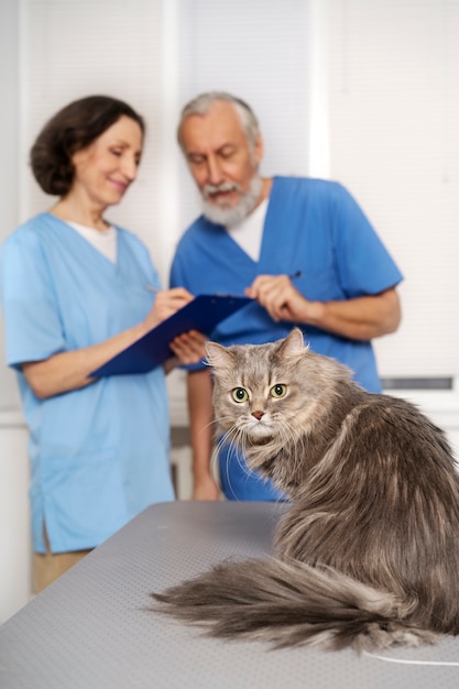 Foto acercamiento al médico veterinario cuidando a la mascota